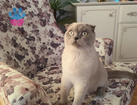 Gelin adayi arıyoruz