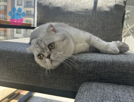 Scottish fold Erkek Kedime Eş Arıyorum