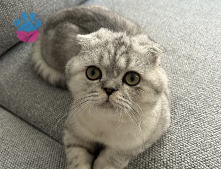 Scottish fold Erkek Kedime Eş Arıyorum