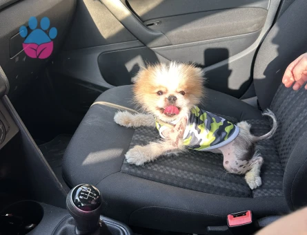 Teacup pomeranian Köpeğime Eş Arıyorum