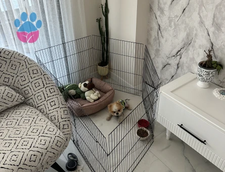 Teacup pomeranian Köpeğime Eş Arıyorum