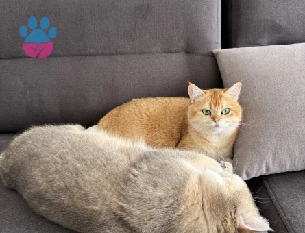 British Shorthair Golden Kızımıza Eş Arıyoruz