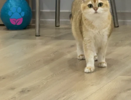 British Shorthair Golden Kızımıza Eş Arıyoruz