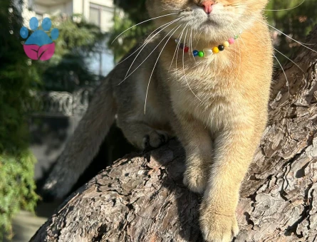 British Shorthair Oğlumuza güzel bir eş arıyoruz