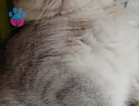 British Shorthair Kedimize eş arıyoruz - 118984628