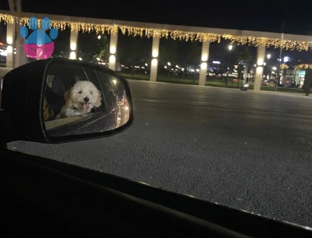 Toy Poodle 10 aylık