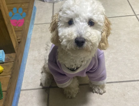 Toy Poodle 10 aylık