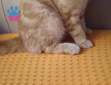 Scottish Fold 1 Yaşında - 118984631