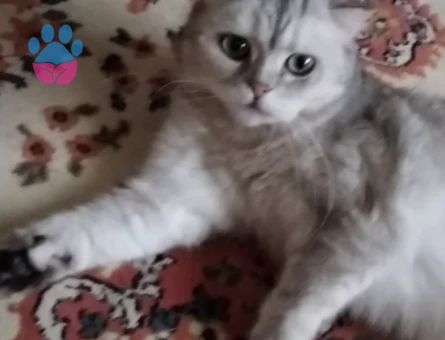 British Shorthair Güzel kızımıza eş arıyoruz - 118984633