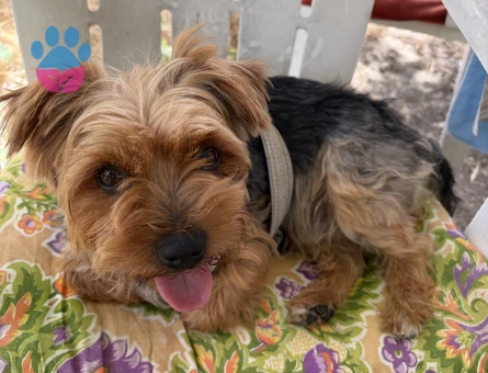 Yorkshire Terrier çiftleştirme