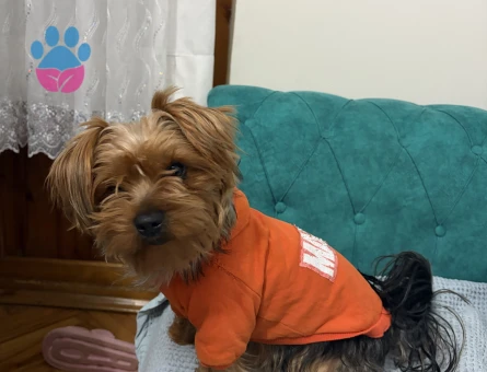 Yorkshire Terrier çiftleştirme - 118984637