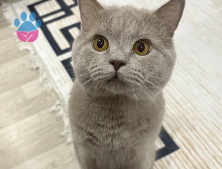 British Shorthair Oğlumuza eş arıyoruz