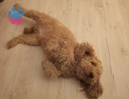 Toy Poodle Çikomuza Eş Arıyoruz
