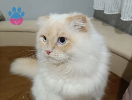 Scottish fold kedime dişi kedi arıyorum