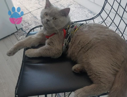 British Shorthair 1 Yaşında Eş Arıyor