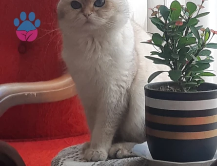 British cinsi erkek kedimize eş arıyoruz