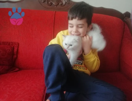 British cinsi erkek kedimize eş arıyoruz