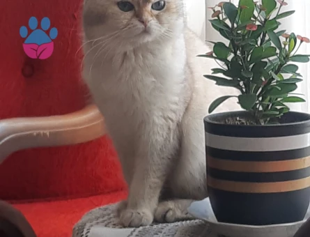 British cinsi erkek kedimize eş arıyoruz