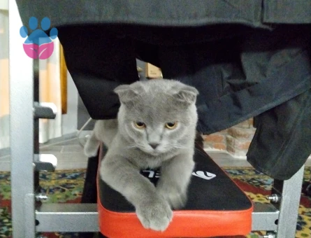 Alky’ye Kraliçe Aranıyor  👑🐾