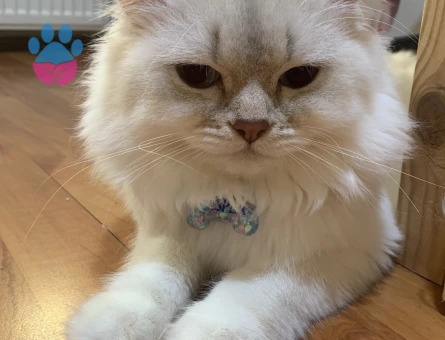 british longhair oğluma eş