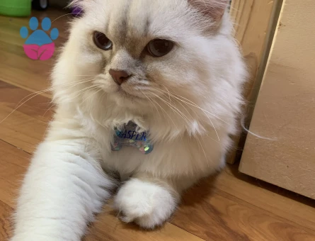 british longhair oğluma eş