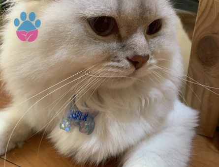 british longhair oğluma eş