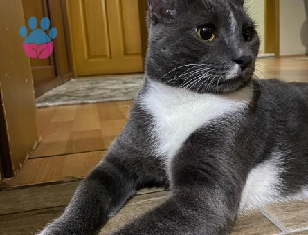 Tekir 10 Aylık Eş Arıyor