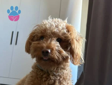 1.5 yaşında erkek Oscar ımıza eş arıyoruz