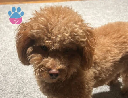 1.5 yaşında erkek Oscar ımıza eş arıyoruz