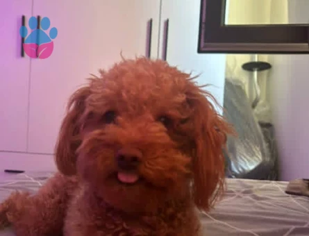 1.5 yaşında erkek Oscar ımıza eş arıyoruz