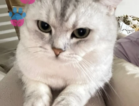 3 YAŞINDA KEDİMİZE DİŞİ ARIYORUZ