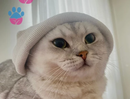 3 YAŞINDA KEDİMİZE DİŞİ ARIYORUZ