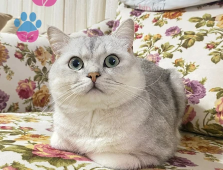 3 YAŞINDA KEDİMİZE DİŞİ ARIYORUZ