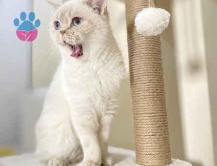 Dişi kedime eş arıyorum