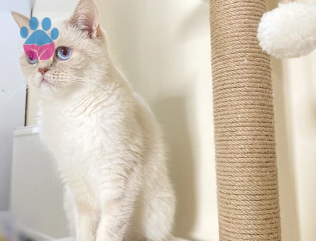 Dişi kedime eş arıyorum