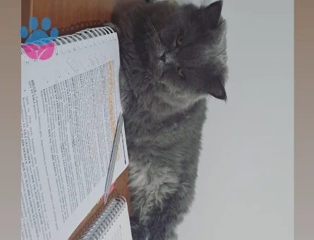 Acil Dişi Kedi Aranıyor..