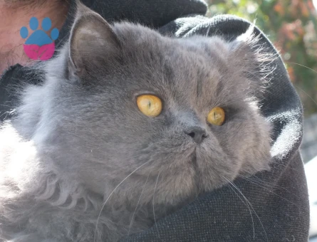 Acil Dişi Kedi Aranıyor..