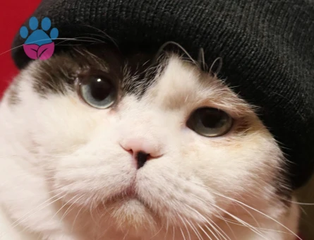 Ragdoll Kızgınlıkta Kedime Eş Arıyorum