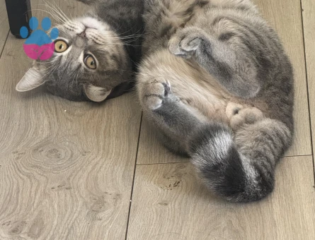 Oğlumuz Huysuz Eş arıyor.