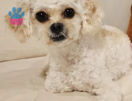 Pekinez poddle Köpeğime Eş Arıyorum