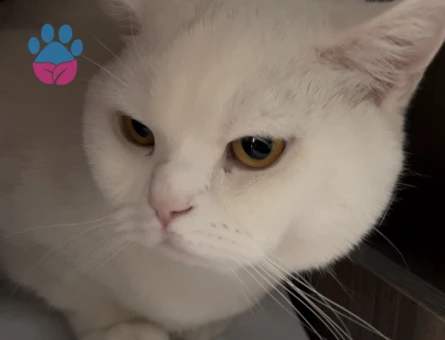 British Shorthair 1,5 Yaşında Eş Arıyor Kızgınlıkta