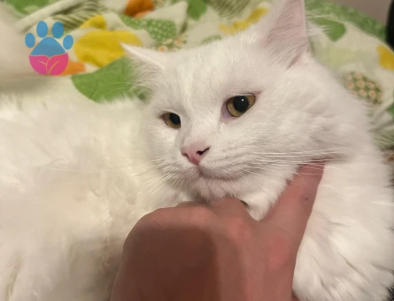 Chincilla Oğluma Eş 15 Aylık