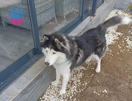 Husky 15 Aylık Köpeğim Eş Arıyor