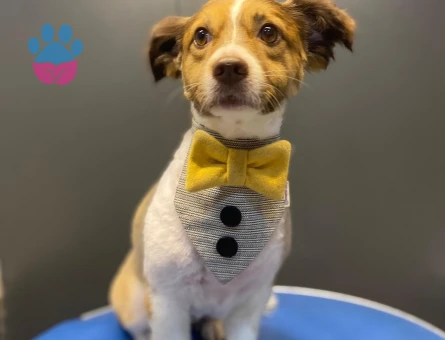 Papillon Köpeğim için Çiftleştirecek Köpek Arıyoruz