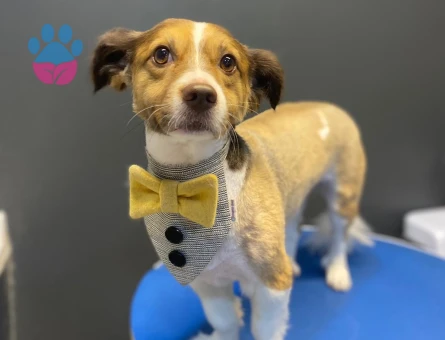 Papillon Köpeğim için Çiftleştirecek Köpek Arıyoruz