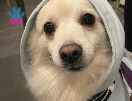 Pomeranian Spitz 4 Yaşında Eş Arıyoruz