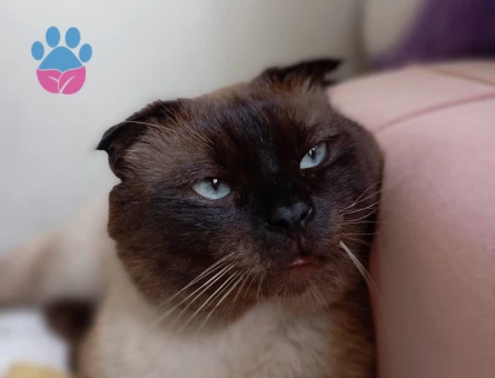 Scottish Fold 2 Yaşında EŞ Arıyor