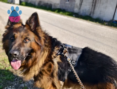 Şecereli 5yaşında oglum