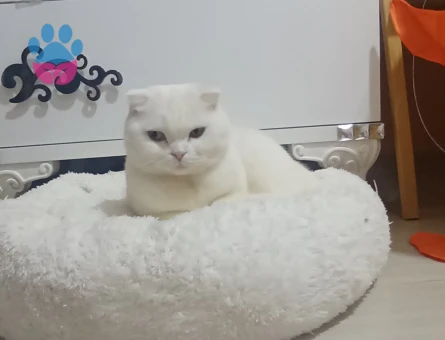 Kar Tanesi Kızımıza eş arıyoruz.