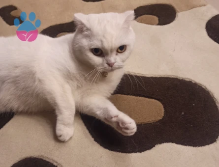 Kar Tanesi Kızımıza eş arıyoruz.